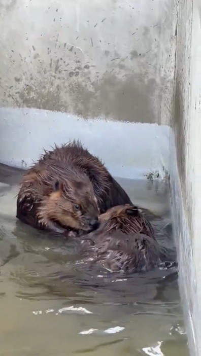お相撲はいつしか毛づくろいに…