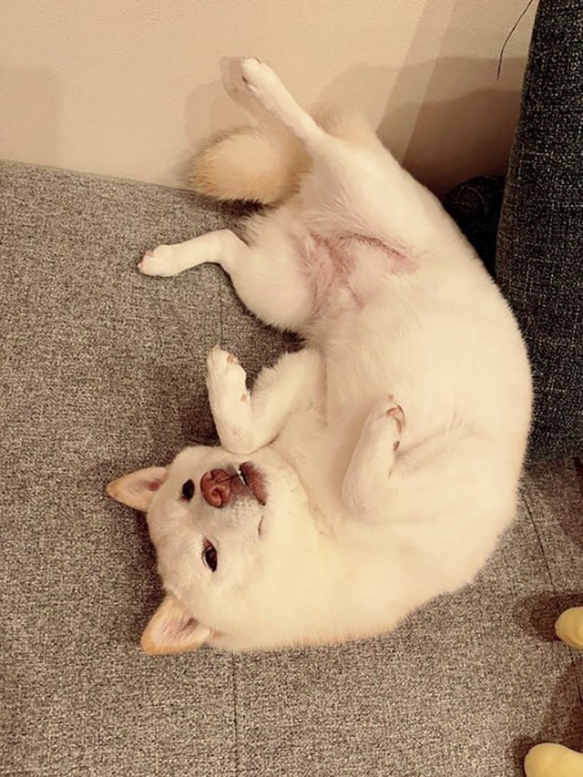 「撫でて」アピール（画像提供／たまgoさん）