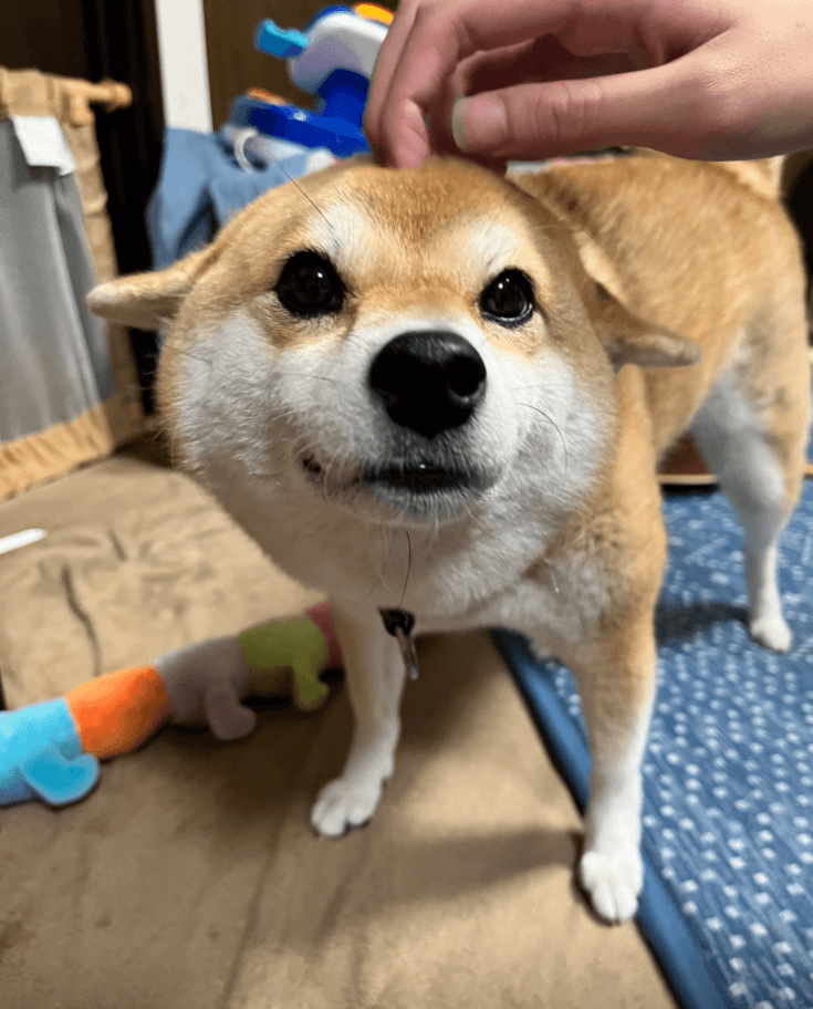 石をいっぱい拾ってほめられるゆきちゃん 画像提供：柴犬ゆきちゃん