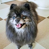 にっこり笑顔がキュートなどんちゃん（画像提供：どんべえさん）