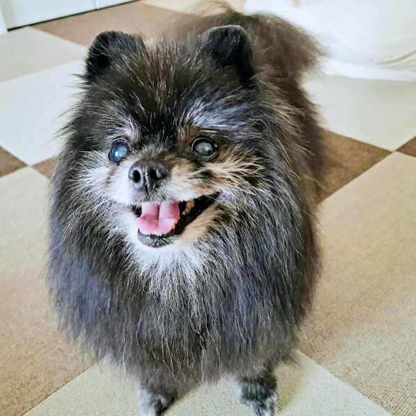 にっこり笑顔がキュートなどんちゃん（画像提供：どんべえさん）