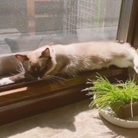 ひなたぼっことろねこ