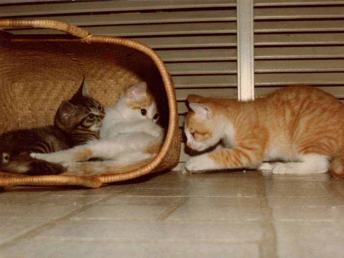 兄弟のキキとレオと