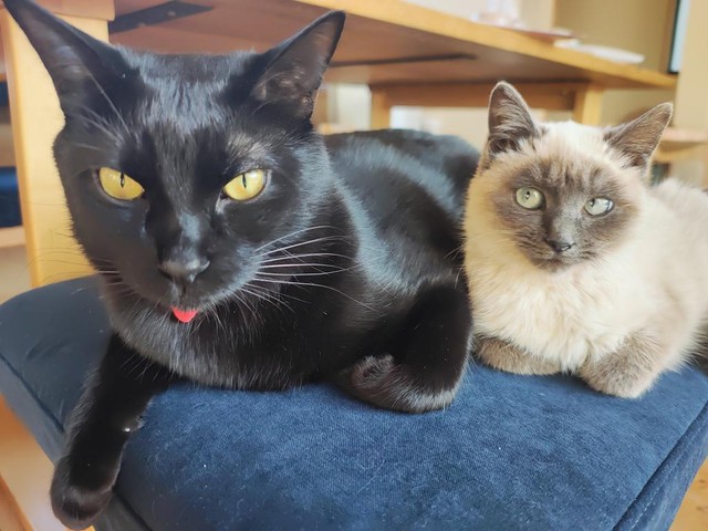 黒猫のサンジくんが禰豆子ちゃんの面倒をみてくれた（「にゃんこ先生family」さん提供）