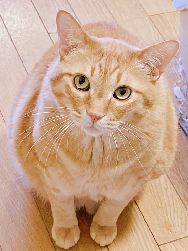 SNSで話題！四角い猫のまいけるくんが可愛すぎる