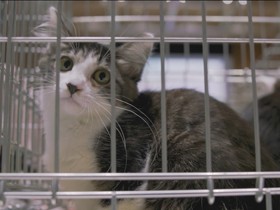 「保護犬、保護猫の譲渡会って？」　そんな方にぜひ見てほしい動画が完成しました！