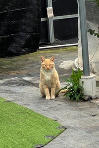 ある日いちご農園に現れた茶トラのメスの野良猫。この猫ちゃんが約３ヶ月後……（提供：キジトラ・コタローのウキウキDAYS!! さん）