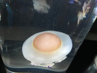 これは目玉焼き…じゃなくてクラゲなんです（ゆほさん提供）