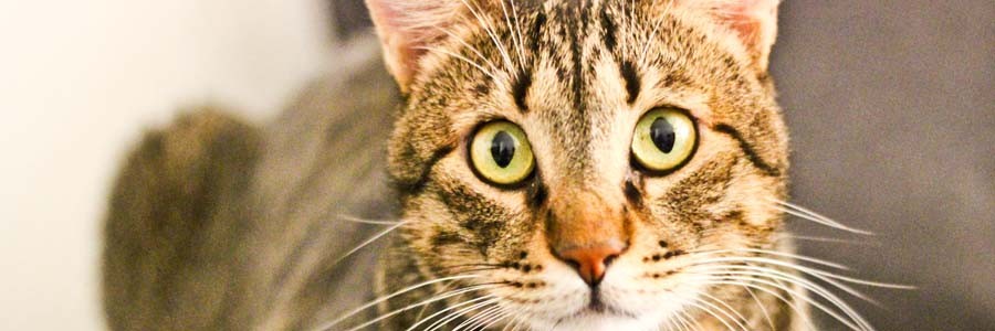 ねことの暮らし相談室記事一覧 犬 猫との幸せな暮らしのためのペット情報サイト Sippo