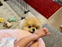 小さな足に近づくポメラニアンのミサイルちゃん（ミサイルさん提供）