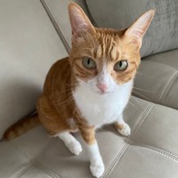 美ニャンへと成長したラテちゃん（画像提供：保護猫ラテちゃん）