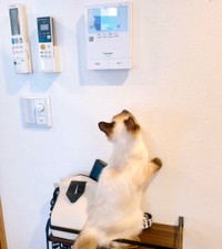 以前もインターホン出てました（もきゅさん提供）