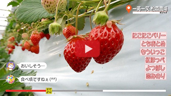 #517一苺一笑 松森農場①