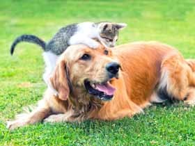 sippoの投稿企画リニューアル！　あなたとペットのストーリー教えてください