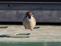 ぴょん！（画像提供：ごりぺんさん）