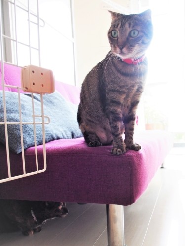 「あの子がいないわ」。ソファの下ですよ