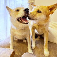 にっこり笑うパフィちゃん（左）に鼻チューするココアくん（右）（画像提供：誠樹ナオさん）