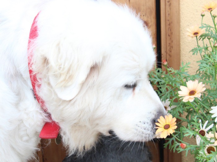 お花の香りをクンクン