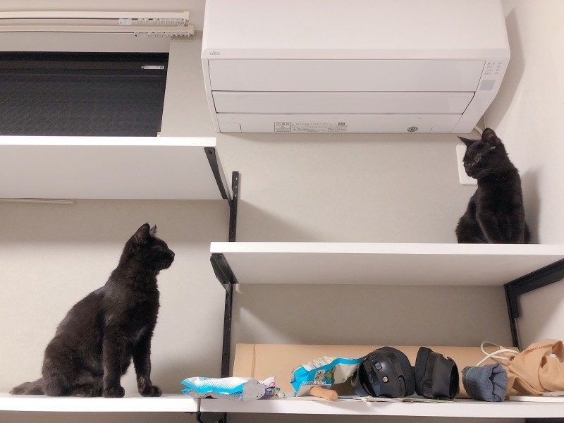 「ちゃんと仕事をしているか、ふたりで上から監督しよう」キャットウォークは楽しい遊び場（耕太さん提供）