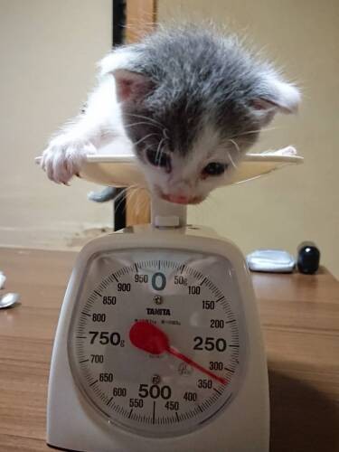 家にきて間もないホップ（成田さん提供）