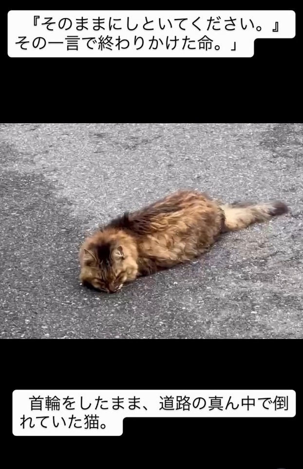 首輪をしたまま、道路の真ん中で倒れていた猫（「小さな命を守る会 hug」さん提供、Instagramよりキャプチャ撮影）