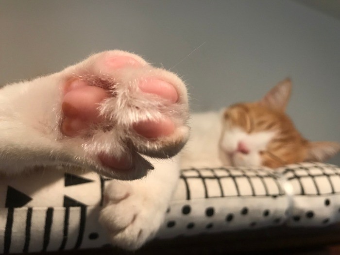 ごろりんのかわいい肉球♡