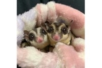 普段からとっても仲良しな２匹（提供：フクロモモンガのぱんち（こむぎほっぷれんげ）さん）