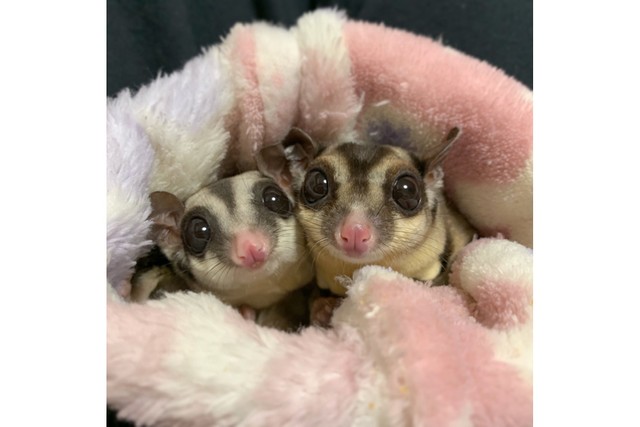 普段からとっても仲良しな２匹（提供：フクロモモンガのぱんち（こむぎほっぷれんげ）さん）