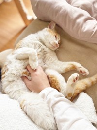 撫でられて気持ちよさそうに眠るカランちゃん（画像提供：かもぴさん）