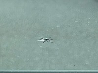 「稽古場に向かう途中、首都高でとび石」フロントガラス損傷を伝えた、4月22日の投稿／錦織一清 vintage (@kazz_nishikiori)さんのＸより