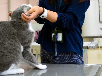 動物専門学校で教えながら保護活動　屋敷さやかさん