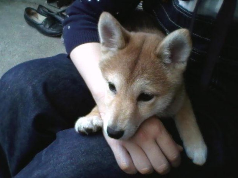 家にきたころの「姫子」

