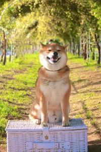 スマイル！笑顔もチャーミングです（画像提供：柴犬茶々麻呂之介さん）