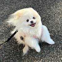 散歩中、横風に吹かれてよろめくこめたくん（画像提供：おこめ屋さん）