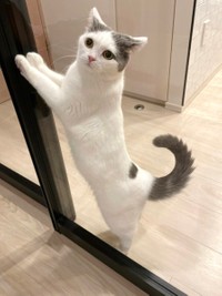 よいしょっと、ここを押したら向こうに行けるかも＝立ち耳スコのフクさん（@fukuneko_47）提供