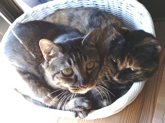 最近、出番の少ないモモ（左）とあんず