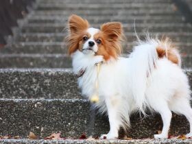 付いてきてる～？　お散歩はドシドシと先頭を切って進むパピヨン「エナ」