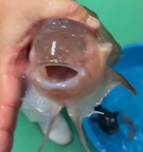 ザラビクニン（提供：入善町）