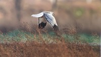 休耕田の上を低く飛ぶ「ハイイロチュウヒ」