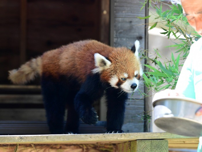 風太と飼育員の浜田昌平さん