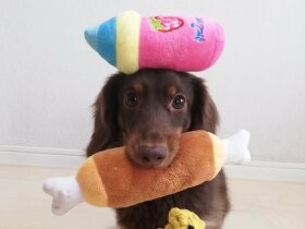 Stay Home！ 自分磨きのチャンス ダックス「EIN」