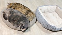 片方のベッドで一緒に眠る、がじゅまるちゃん（手前）と天ちゃん（奥）（画像提供：もんさん）