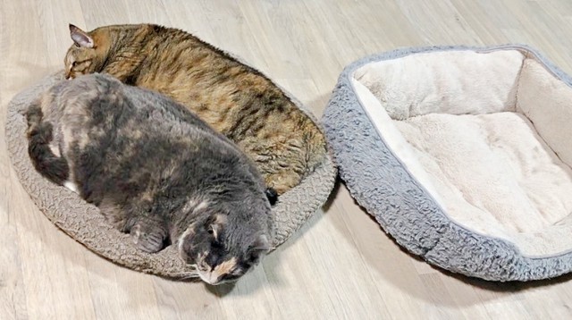 片方のベッドで一緒に眠る、がじゅまるちゃん（手前）と天ちゃん（奥）（画像提供：もんさん）