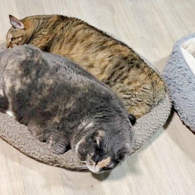 片方のベッドで一緒に眠る、がじゅまるちゃん（手前）と天ちゃん（奥）（画像提供：もんさん）