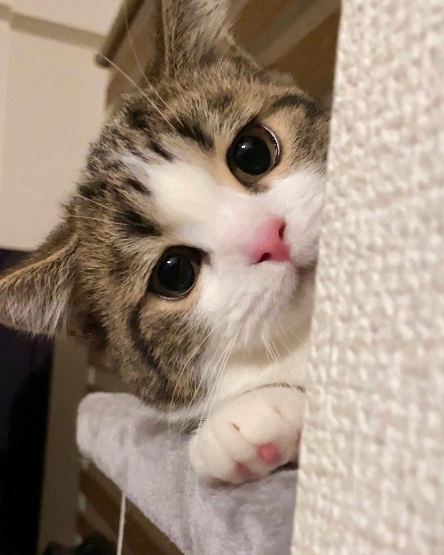 こんな目で見つめられたらとろけちゃう＝しずわらひなたさん（@shizuwarahinata）提供