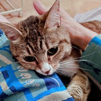 甘えん坊な一面が愛らしいチビちゃん（画像提供：いくどんさん）