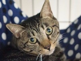 老猫だけにおいしい物？　投薬に青年猫が嫉妬し、じとーっと凝視