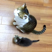 お兄ちゃん猫のセロリくん（上）と並ぶ子猫時代のパセリちゃん（下）（画像提供：セロリさん）