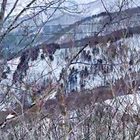 動画の冒頭、雪に覆われた急斜面と、まばらに立つ枯れ木（画像提供：少年さん）