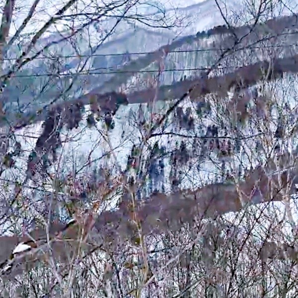 動画の冒頭、雪に覆われた急斜面と、まばらに立つ枯れ木（画像提供：少年さん）